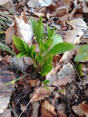 Lilium martagon