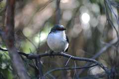 Eopsaltria georgiana