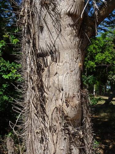 Acrocomia aculeata - Leaves