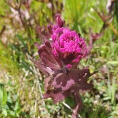 Castilleja ambigua humboldtiensis