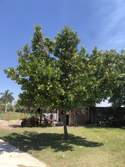 Calophyllum brasiliense