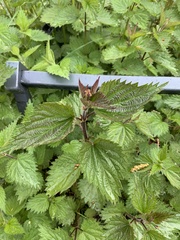 Urtica dioica