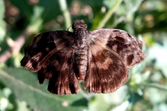 Ebrietas