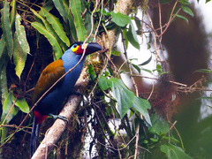 Andigena laminirostris