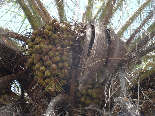 Acrocomia aculeata - Whole tree