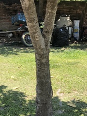 Calophyllum brasiliense