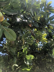 Calophyllum brasiliense