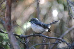 Eopsaltria georgiana