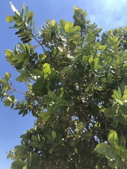 Calophyllum brasiliense