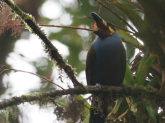 Andigena laminirostris