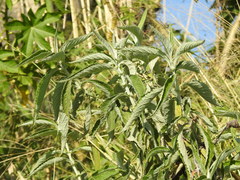 Buddleja stachyoides