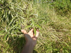 Buddleja stachyoides