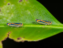 Image of Soosiulus salutaris