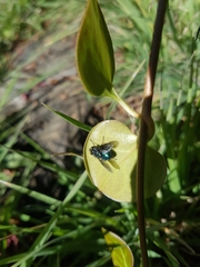 Sarconesiopsis magellanica