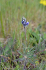 Lupinus polycarpus