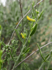 Anthyllis terniflora