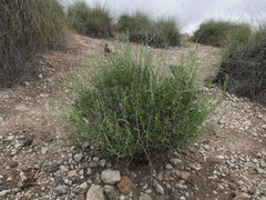 Anthyllis terniflora