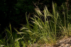 Elymus longifolius