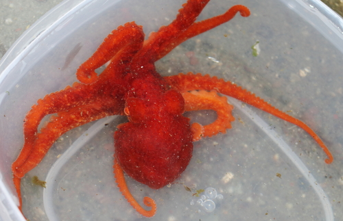 Giant Pacific Octopus photographed in Alaska