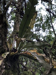 Tracheophyta