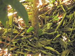 Oxyanthus