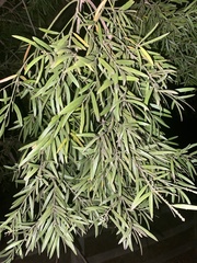 Afrocarpus falcatus