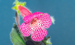 Kohleria amabilis
