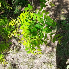 Robinia pseudoacacia