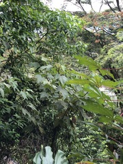 Croton magdalenensis