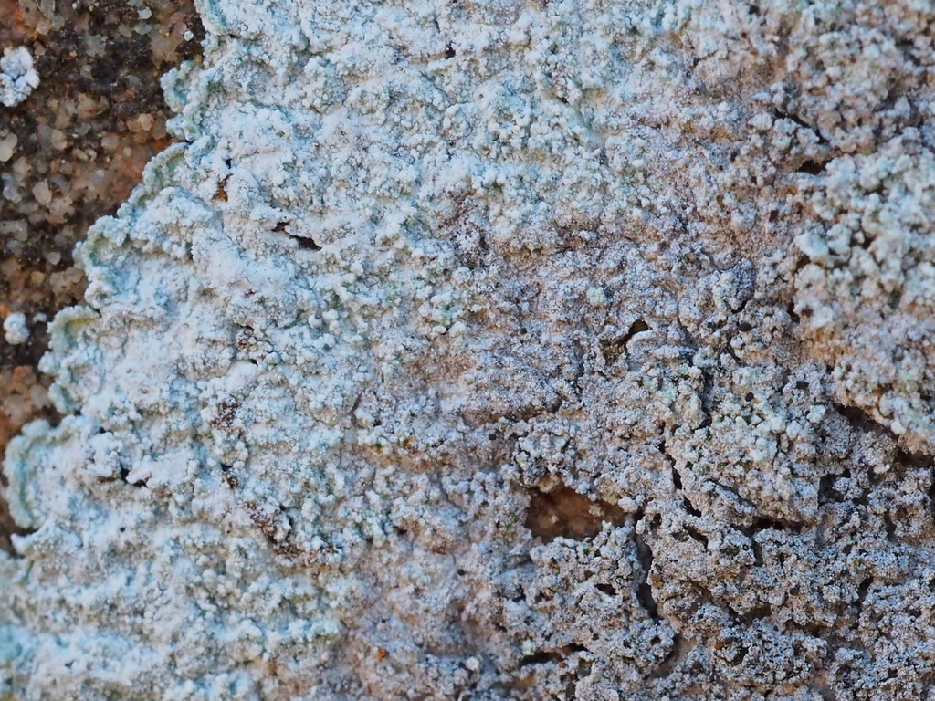 Elf-ear Dust