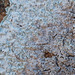 Lepraria normandinoides - Photo (c) Vitaly Charny, algunos derechos reservados (CC BY-NC), subido por Vitaly Charny