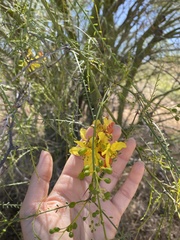 Parkinsonia