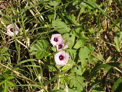 Ipomoea grandifolia