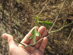 Solanum amygdalifolium