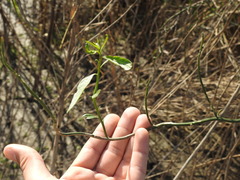 Solanum amygdalifolium