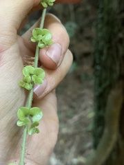 Metrosideros perforata