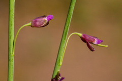 Pennellia longifolia