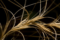 Elymus longifolius