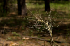 Elymus longifolius