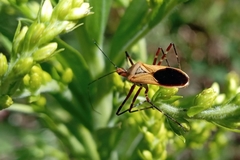 Zelus laticornis