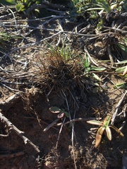 Agrostis blasdalei