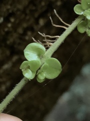 Metrosideros perforata