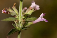 Hedeoma oblongifolia