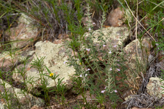 Hedeoma oblongifolia