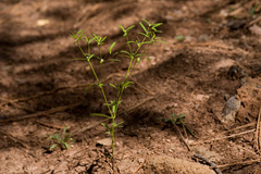 Euphorbia bilobata