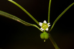 Euphorbia bilobata