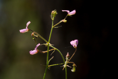 Rose's ticktrefoil (Desmodium rosei)