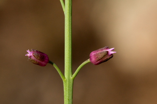mountain mock thelypody (Pennellia micrantha)