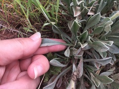 Oreocarya flavoculata