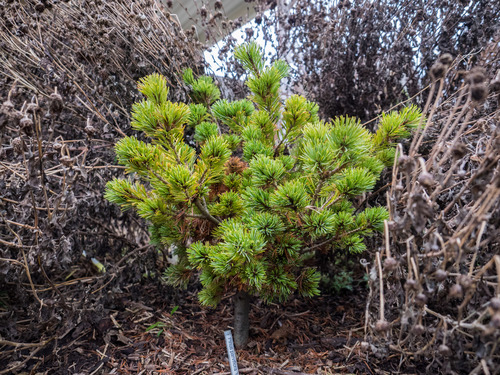 Japanese white pine